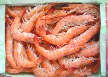 Cooked HOSO Vannamei Shrimp