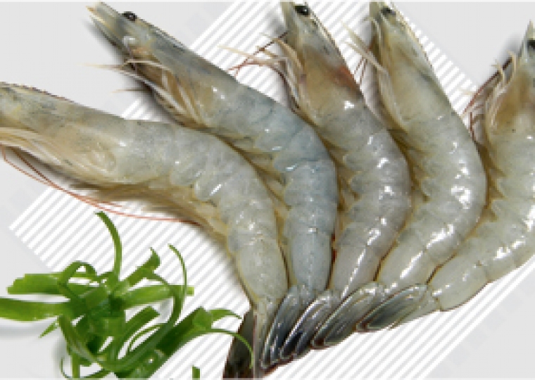 Raw HOSO Vannamei Shrimp