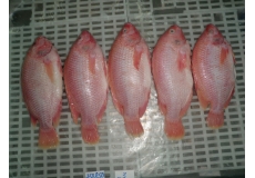 Red Tilapia GGS