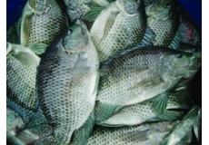 Black Tilapia WR