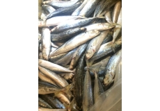Round Scad WR