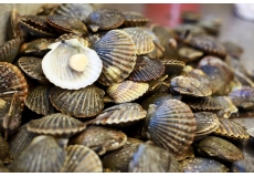Scallops