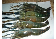 Freshwater Shrimp